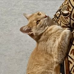 Подробнее об объявлении «Нижний Новгород Пропала кошка помогите пожалуйста найти нашу любимицу» Фото: пропала кошка  «Нижний Новгород Пропала кошка помогите...» в г. Нижний Новгород