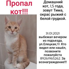 Подробнее об объявлении «Москва Пропал кот.» Фото: пропала кошка  «Москва Пропал кот.» в г. Москва