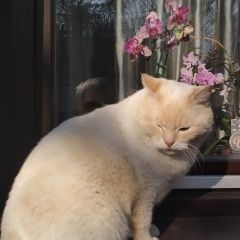 Подробнее об объявлении «Воронеж Пропал кот британской породы беляш» Фото: пропала кошка Британская короткошерстная кошка «Воронеж Пропал кот британской породы беляш» в г. Воронеж