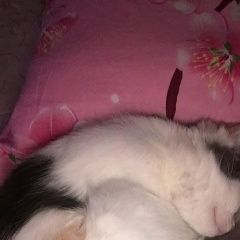 Подробнее об объявлении «Пропала кошка Астрахань» Фото: пропала кошка  «Пропала кошка Астрахань» в г. Астрахань