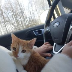 Подробнее об объявлении «Липецк Пропал кот» Фото: пропала кошка  «Липецк Пропал кот» в г. Липецк