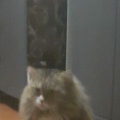 Подробнее об объявлении «Пропал кот Дубна (Тульская обл.)» Фото: пропала кошка Сибирская кошка «Пропал кот Дубна (Тульская обл.)» в г. Дубна (Тульская обл.)