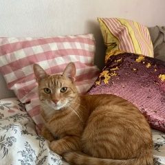 Подробнее об объявлении «Пропал кот рыжий кот Санкт-Петербург» Фото: пропала кошка  «Пропал кот рыжий кот Санкт-Петербург» в г. Санкт-Петербург