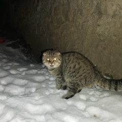 Подробнее об объявлении «Пропал кот ищу кота Рязань» Фото: пропала кошка  «Пропал кот ищу кота Рязань» в г. Рязань
