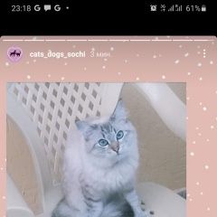 Подробнее об объявлении «Пропала кошка помогите найти Сочи» Фото: пропала кошка  «Пропала кошка помогите найти Сочи» в г. Сочи
