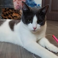 Подробнее об объявлении «Пенза Пропала кошка» Фото: пропала кошка  «Пенза Пропала кошка» в г. Пенза