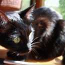 Подробнее об объявлении «Подольск Пропала кошка» Фото: пропала кошка  «Подольск Пропала кошка» в г. Подольск