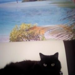 Подробнее об объявлении «Геленджик Пропала кошка чёрная» Фото: пропала кошка  «Геленджик Пропала кошка чёрная» в г. Геленджик