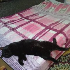 Подробнее об объявлении «Шахты Пропал кот чёрный кот.кличка тёма.год и 11 мес.» Фото: пропала кошка  «Шахты Пропал кот чёрный кот.кличка тёма.год и...» в г. Шахты