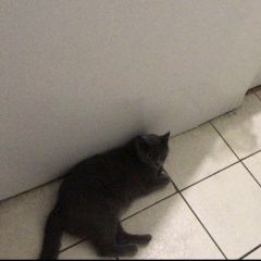 Подробнее об объявлении «Геленджик Пропала кошка» Фото: пропала кошка  «Геленджик Пропала кошка» в г. Геленджик