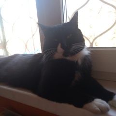 Подробнее об объявлении «Ангарск Пропал кот черно-белый смокинг» Фото: пропала кошка  «Ангарск Пропал кот черно-белый смокинг» в г. Ангарск