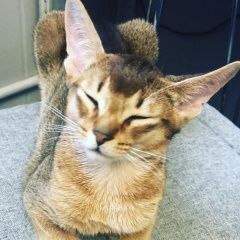 Подробнее об объявлении «Москва Пропал котёнок бажова д 6 -.» Фото: пропала кошка Абиссинская кошка «Москва Пропал котёнок бажова д 6 -.» в г. Москва