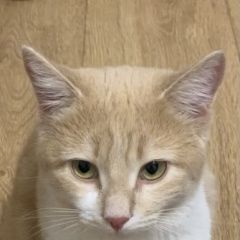 Подробнее об объявлении «Пропала кошка маша Ставрополь» Фото: пропала кошка  «Пропала кошка маша Ставрополь» в г. Ставрополь