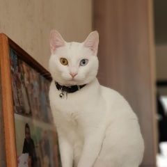Подробнее об объявлении «Пропала кошка Санкт-Петербург» Фото: пропала кошка  «Пропала кошка Санкт-Петербург» в г. Санкт-Петербург