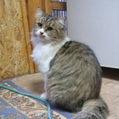 Подробнее об объявлении «Геленджик Пропал кот» Фото: пропала кошка  «Геленджик Пропал кот» в г. Геленджик