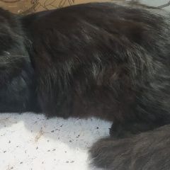 Подробнее об объявлении «Орел Пропала кошка» Фото: пропала кошка  «Орел Пропала кошка» в г. Орел