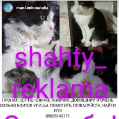 Подробнее об объявлении «Шахты Пропал кот район хбк» Фото: пропала кошка  «Шахты Пропал кот район хбк» в г. Шахты