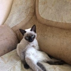 Подробнее об объявлении «Пропала кошка Оренбург» Фото: пропала кошка Сиамская кошка «Пропала кошка Оренбург» в г. Оренбург