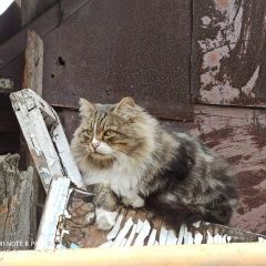 Подробнее об объявлении «Пропал кот Омск» Фото: пропала кошка Сибирская кошка «Пропал кот Омск» в г. Омск