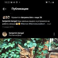 Подробнее об объявлении «Пропал кот бенгальский кот Ростов-на-Дону» Фото: пропала кошка Бенгальская кошка «Пропал кот бенгальский кот Ростов-на-Дону» в г. Ростов-на-Дону