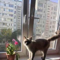 Подробнее об объявлении «Пропал кот Астрахань» Фото: пропала кошка  «Пропал кот Астрахань» в г. Астрахань
