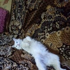 Подробнее об объявлении «Ступино Пропал кот турецкий ангора» Фото: пропала кошка Турецкая ангора «Ступино Пропал кот турецкий ангора» в г. Ступино