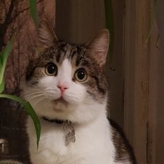 Подробнее об объявлении «Москва Пропал кот» Фото: пропала кошка  «Москва Пропал кот» в г. Москва
