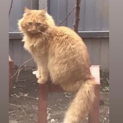 Подробнее об объявлении «Пропал кот Краснодар» Фото: пропала кошка  «Пропал кот Краснодар» в г. Краснодар