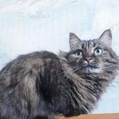 Подробнее об объявлении «Москва Пропала кошка, войковская» Фото: пропала кошка  «Москва Пропала кошка, войковская» в г. Москва