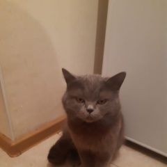 Подробнее об объявлении «Пропал кот британец. Новороссийск» Фото: пропала кошка Британская короткошерстная кошка «Пропал кот британец. Новороссийск» в г. Новороссийск