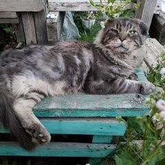 Подробнее об объявлении «Чехов Пропал кот очень ищем» Фото: пропала кошка Мейн-кун «Чехов Пропал кот очень ищем» в г. Чехов