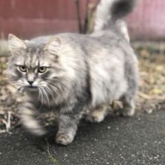 Подробнее об объявлении «Москва Пропал кот. текстильщики.» Фото: пропала кошка  «Москва Пропал кот. текстильщики.» в г. Москва