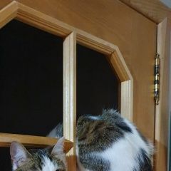 Подробнее об объявлении «Пропала кошка Ростов» Фото: пропала кошка  «Пропала кошка Ростов» в г. Ростов