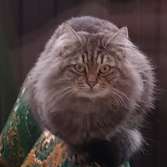 Подробнее об объявлении «Пропал кот Краснодар» Фото: пропала кошка  «Пропал кот Краснодар» в г. Краснодар
