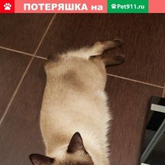 Подробнее об объявлении «Пропал кот Астрахань» Фото: пропала кошка Меконгский бобтейл «Пропал кот Астрахань» в г. Астрахань