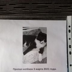 Подробнее об объявлении «Пропал кот парголово Санкт-Петербург» Фото: пропала кошка  «Пропал кот парголово Санкт-Петербург» в г. Санкт-Петербург