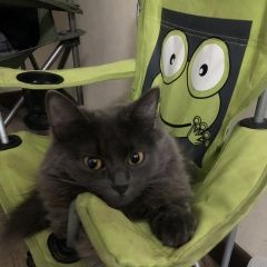 Подробнее об объявлении «Воронеж Пропала кошка» Фото: пропала кошка  «Воронеж Пропала кошка» в г. Воронеж