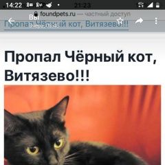 Подробнее об объявлении «Анапа Пропал кот помогите» Фото: пропала кошка  «Анапа Пропал кот помогите» в г. Анапа