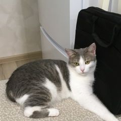 Подробнее об объявлении «Саратов Пропала кошка район юбилейный» Фото: пропала кошка  «Саратов Пропала кошка район юбилейный» в г. Саратов