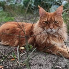 Подробнее об объявлении «Пропал кот очень срочно помогите пожалуйста Черкассы» Фото: пропала кошка Мейн-кун «Пропал кот очень срочно помогите пожалуйста...» в г. Черкассы