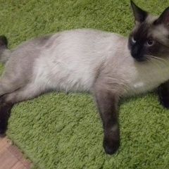 Подробнее об объявлении «Пенза Пропал кот сиамский кот» Фото: пропала кошка Сиамская кошка «Пенза Пропал кот сиамский кот» в г. Пенза