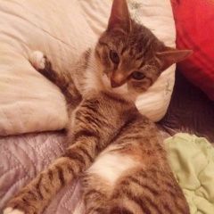 Подробнее об объявлении «Москва Пропала кошка» Фото: пропала кошка  «Москва Пропала кошка» в г. Москва