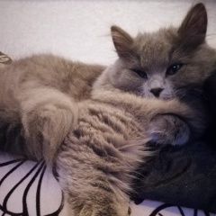 Подробнее об объявлении «Пропала кошка. Рязань» Фото: пропала кошка Британская длинношерстная кошка «Пропала кошка. Рязань» в г. Рязань