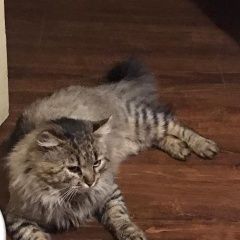 Подробнее об объявлении «Пропал кот Подольск» Фото: пропала кошка  «Пропал кот Подольск» в г. Подольск