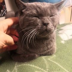 Подробнее об объявлении «Пропал кот серый британский кот Уфа» Фото: пропала кошка Британская короткошерстная кошка «Пропал кот серый британский кот Уфа» в г. Уфа