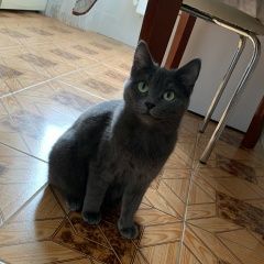 Подробнее об объявлении «Волгодонск Пропала кошка» Фото: пропала кошка Русская голубая кошка «Волгодонск Пропала кошка» в г. Волгодонск