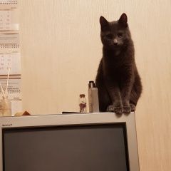 Подробнее об объявлении «Тула Пропал кот» Фото: пропала кошка  «Тула Пропал кот» в г. Тула