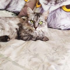 Подробнее об объявлении «Калининград (Кенигсберг) Пропала кошка» Фото: пропала кошка  «Калининград (Кенигсберг) Пропала кошка» в г. Калининград (Кенигсберг)