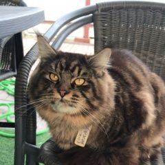 Подробнее об объявлении «Пропал кот, мейн кун Новороссийск» Фото: пропала кошка Мейн-кун «Пропал кот, мейн кун Новороссийск» в г. Новороссийск
