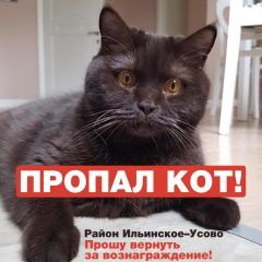 Подробнее об объявлении «Ильинский (Московская обл.) Пропал кот тёмно-коричневый кот» Фото: пропала кошка Британская длинношерстная кошка «Ильинский (Московская обл.) Пропал кот...» в г. Ильинский (Московская обл.)